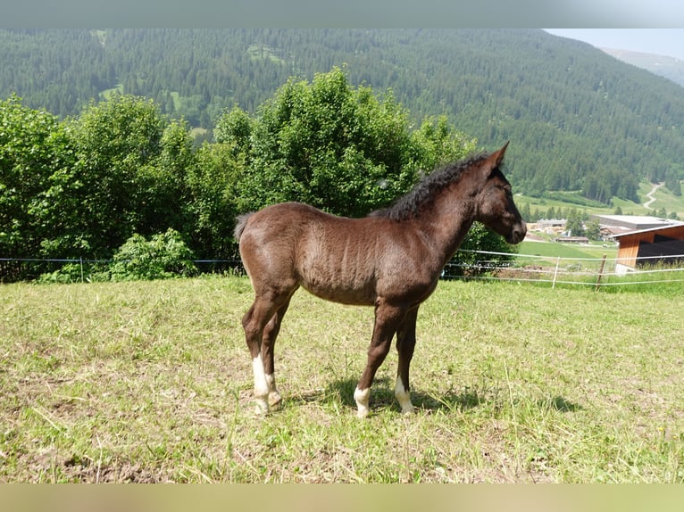 Criollo Mix Mare 1 year Black in Tinizong