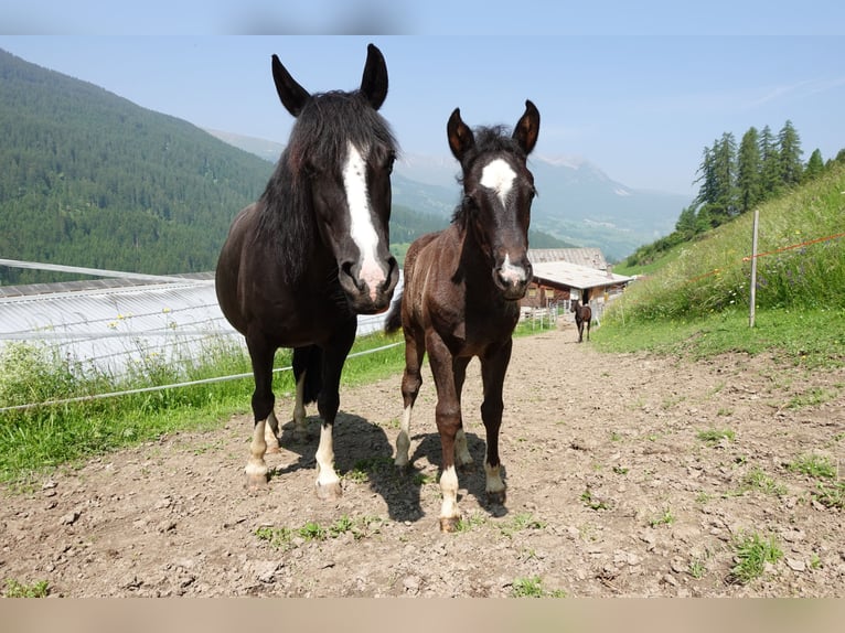 Criollo Mix Mare 1 year Black in Tinizong