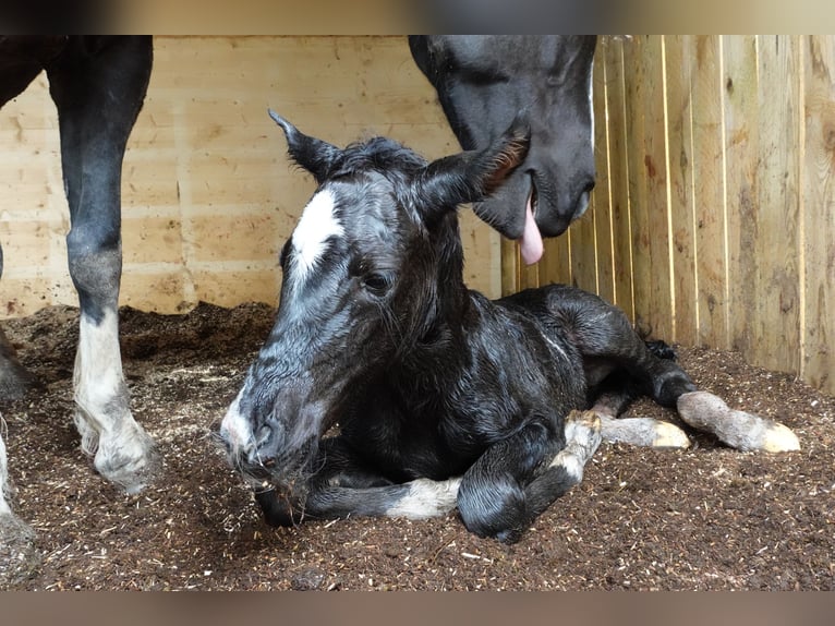 Criollo Mix Mare 1 year Black in Tinizong
