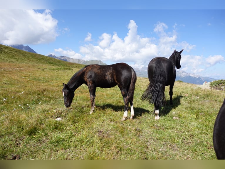 Criollo Mix Mare 1 year Black in Tinizong