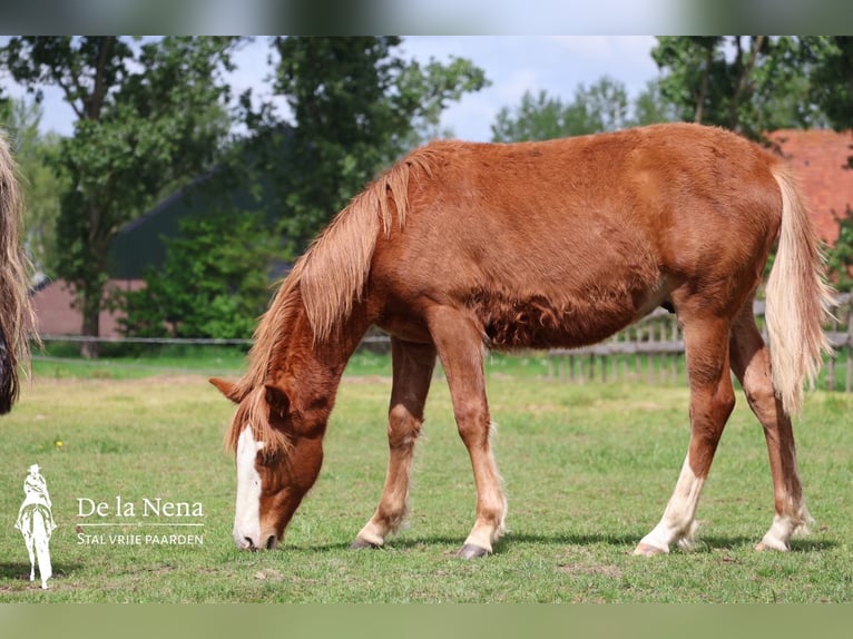 Criollo Mare 1 year Chestnut in Ossenzijl