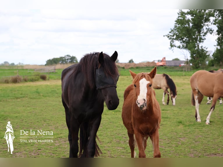 Criollo Mare 1 year Chestnut in Ossenzijl