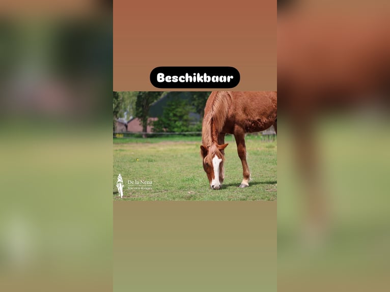 Criollo Mare 1 year Chestnut in Ossenzijl