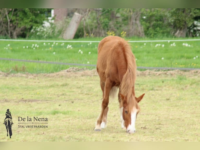 Criollo Mare 1 year Chestnut in Ossenzijl