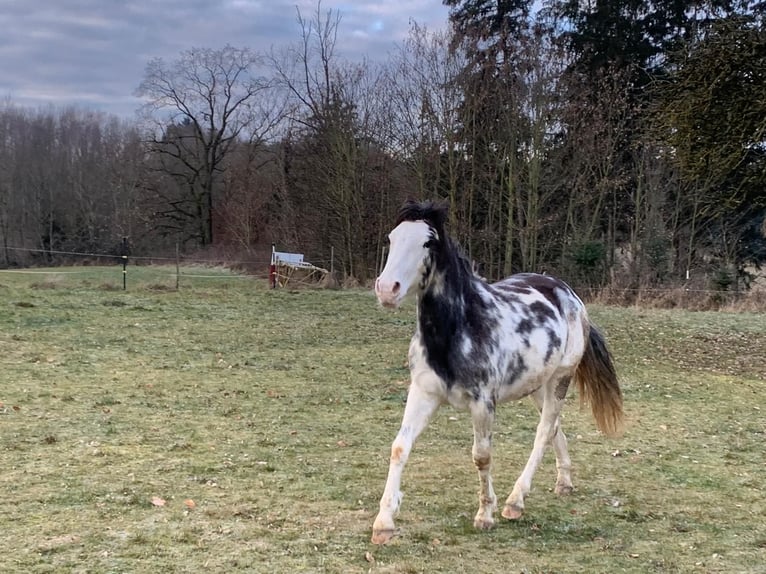 Criollo Mare 2 years 13,2 hh Overo-all-colors in Landshut