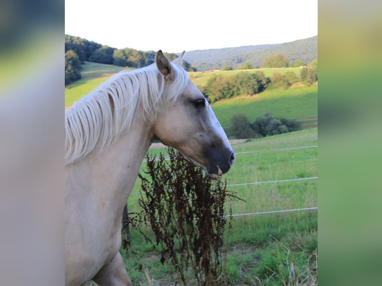 Criollo Mare 2 years 13,3 hh Palomino in Heimbuchenthal