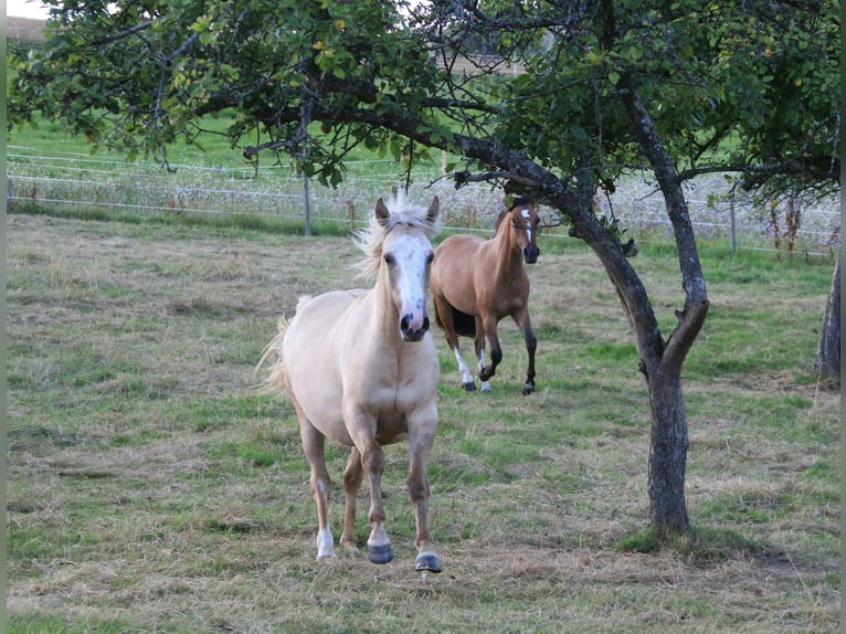 Criollo Mare 2 years 13,3 hh Palomino in Heimbuchenthal