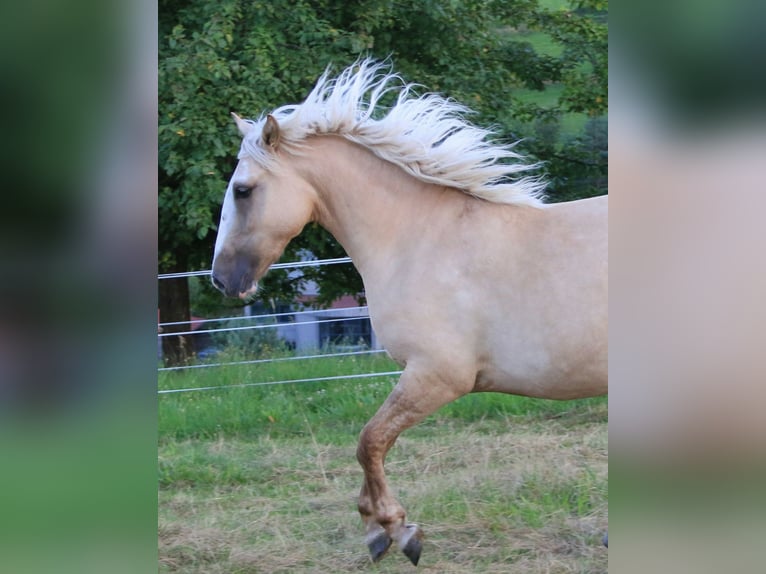 Criollo Mare 2 years 13,3 hh Palomino in Heimbuchenthal