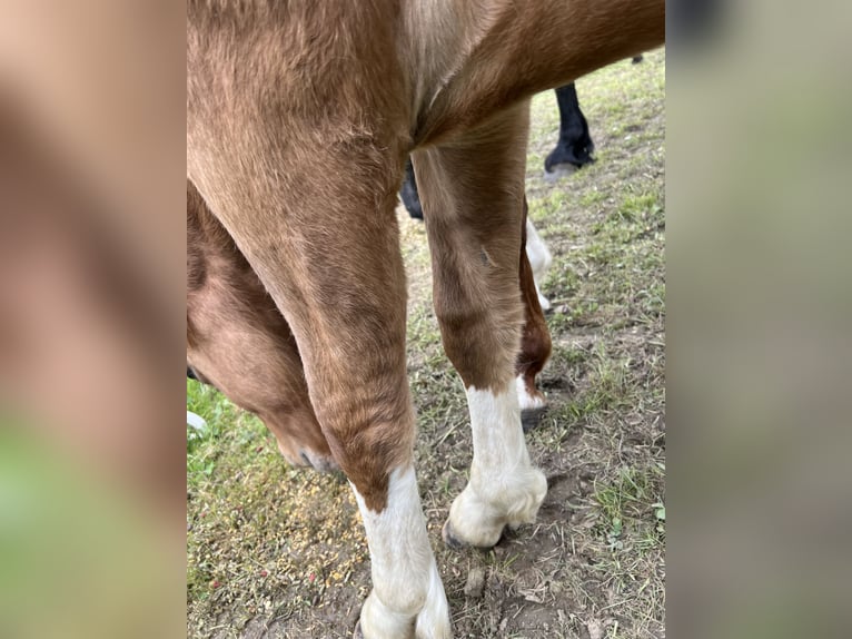 Criollo Mare 2 years 13,3 hh Red Dun in Mengen