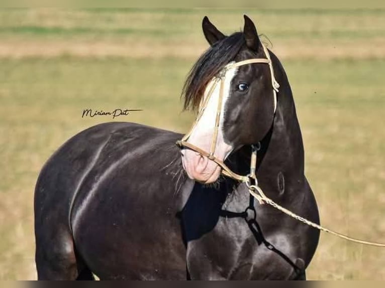 Criollo Mare 2 years 14.1 hh Black in Wörth am Main