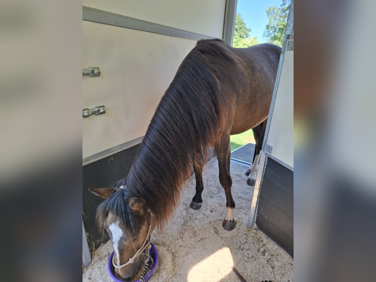 Criollo Mare 2 years 14.1 hh Brown in Betzenstein