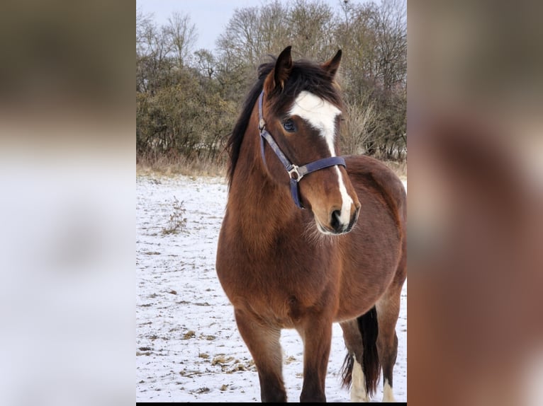 Criollo Mare 2 years 14,2 hh Brown in Eppingen