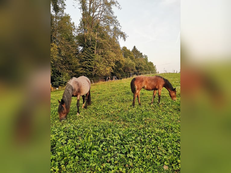 Criollo Mare 2 years Roan-Bay in Forch