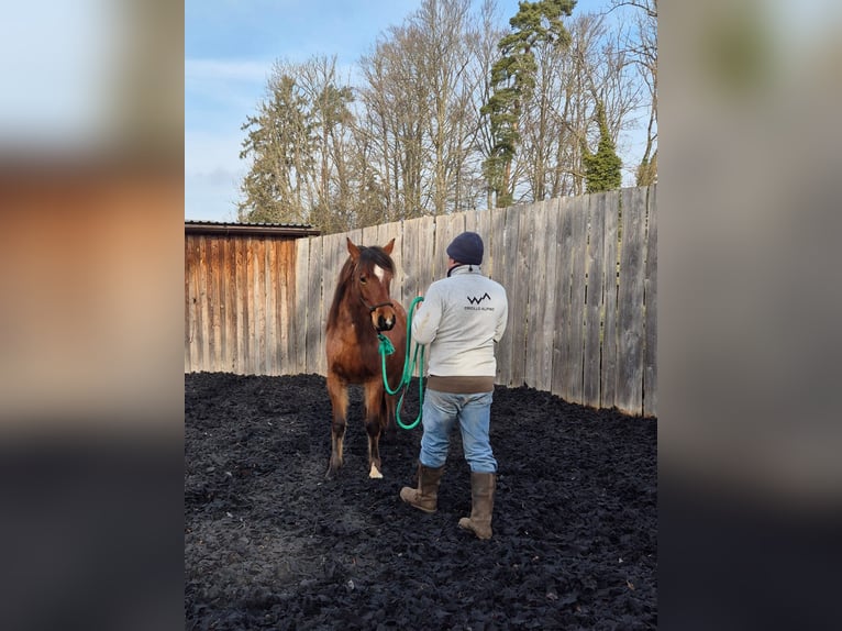 Criollo Mare 2 years Roan-Bay in Forch