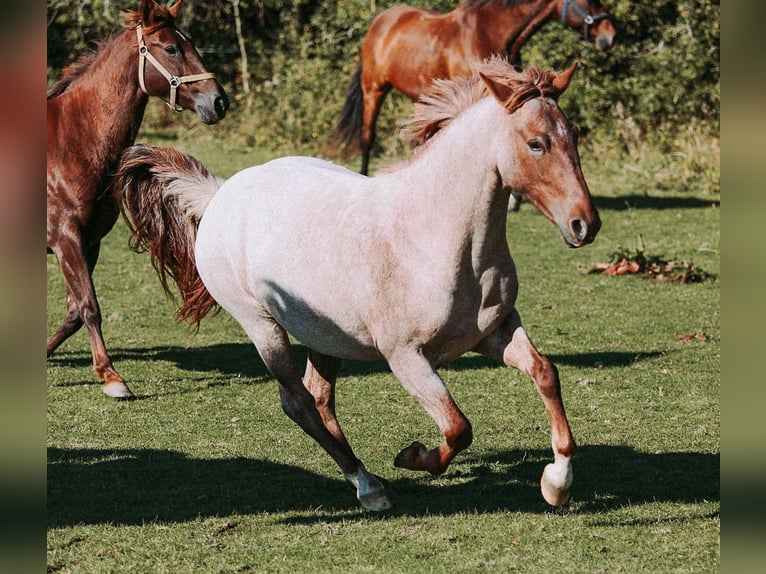 Criollo Mare 3 years 14,1 hh Roan-Red in Sønderborg