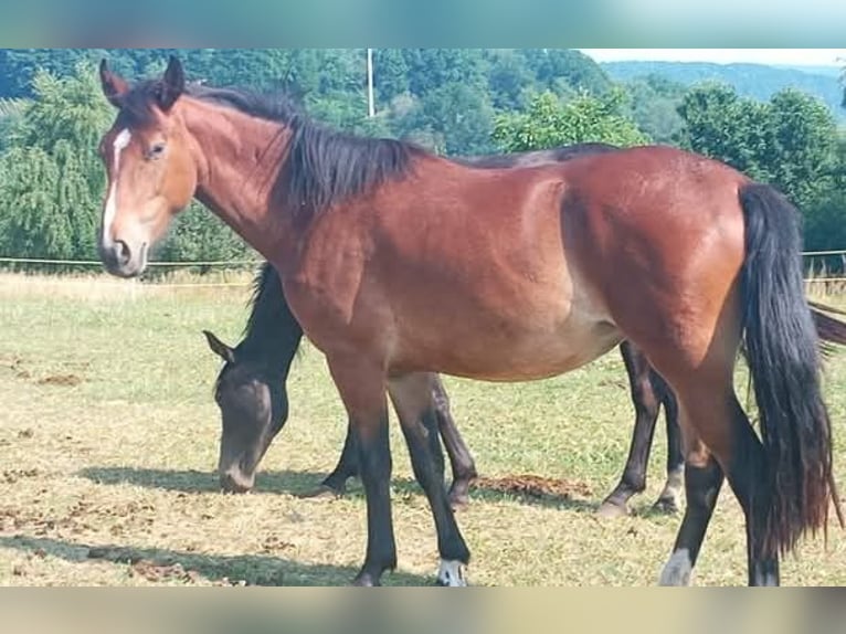 Criollo Mare 3 years 14 hh Brown in W&#xF6;rth am Main