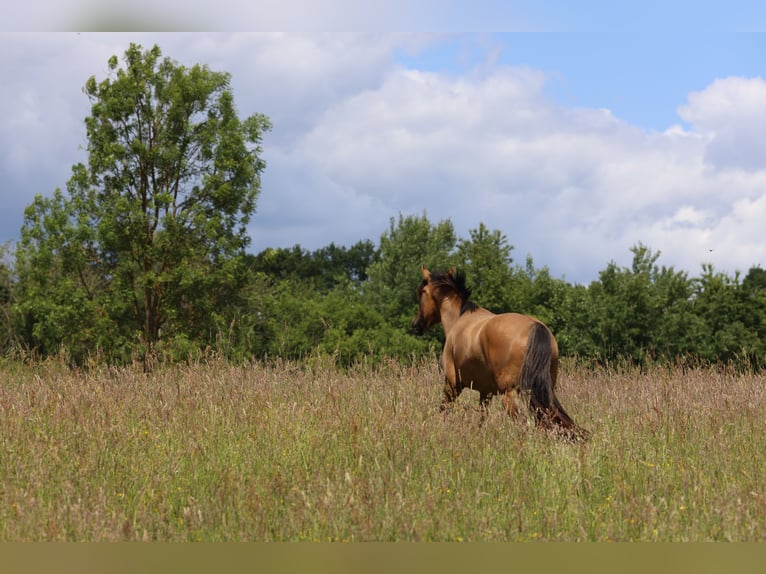 Criollo Mare 3 years 14,1 hh Dun in Darmstadt