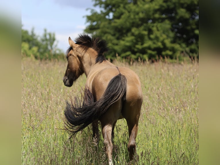 Criollo Mare 3 years 14,1 hh Dun in Darmstadt