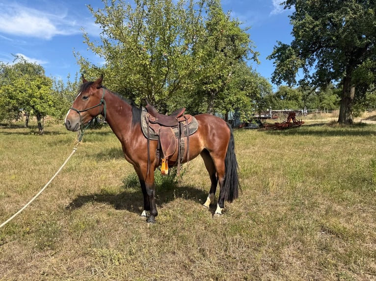 Criollo Mare 4 years 13.2 hh Brown in Ahorn