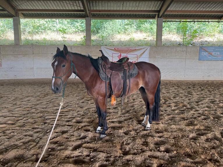 Criollo Mare 4 years 13.2 hh Brown in Ahorn