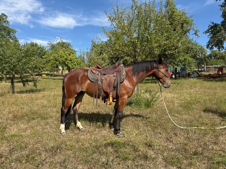Criollo Mare 4 years 13.2 hh Brown in Ahorn