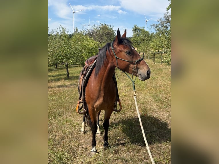 Criollo Mare 4 years 13.2 hh Brown in Ahorn