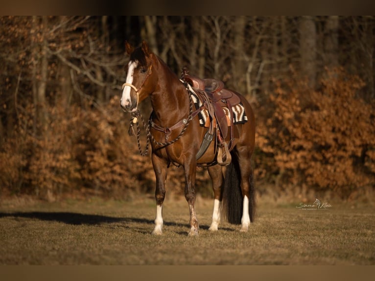 Criollo Mare 4 years 14,2 hh in H&#xF6;chstberg