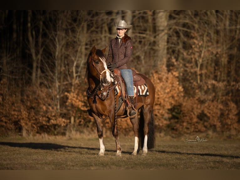 Criollo Mare 4 years 14,2 hh in H&#xF6;chstberg