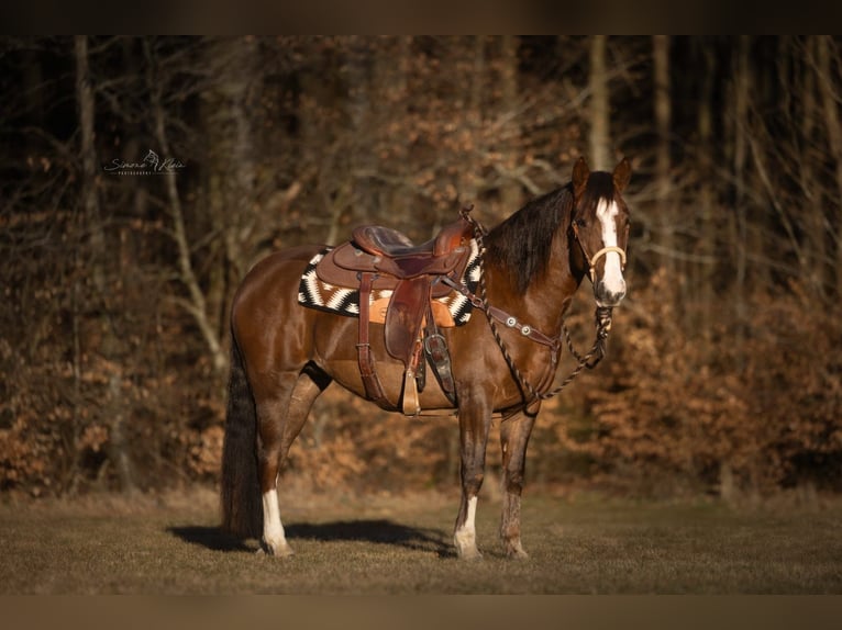 Criollo Mare 4 years 14,2 hh in H&#xF6;chstberg