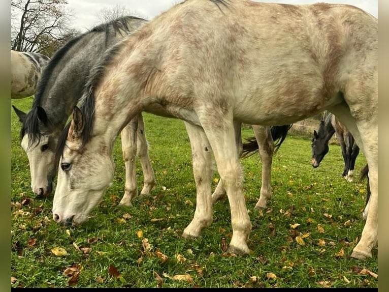 Criollo Mare 4 years 14,2 hh Overo-all-colors in Sommerkahl