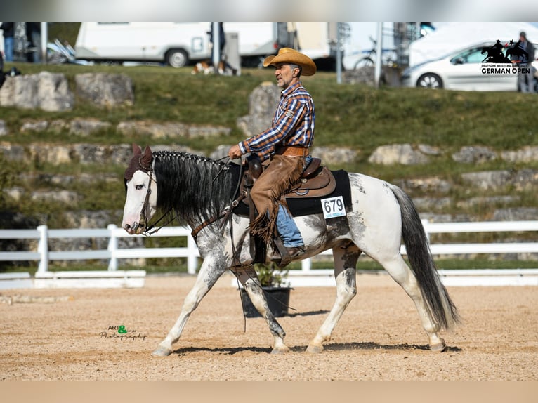 Criollo Mare 4 years 14,2 hh Overo-all-colors in Sommerkahl