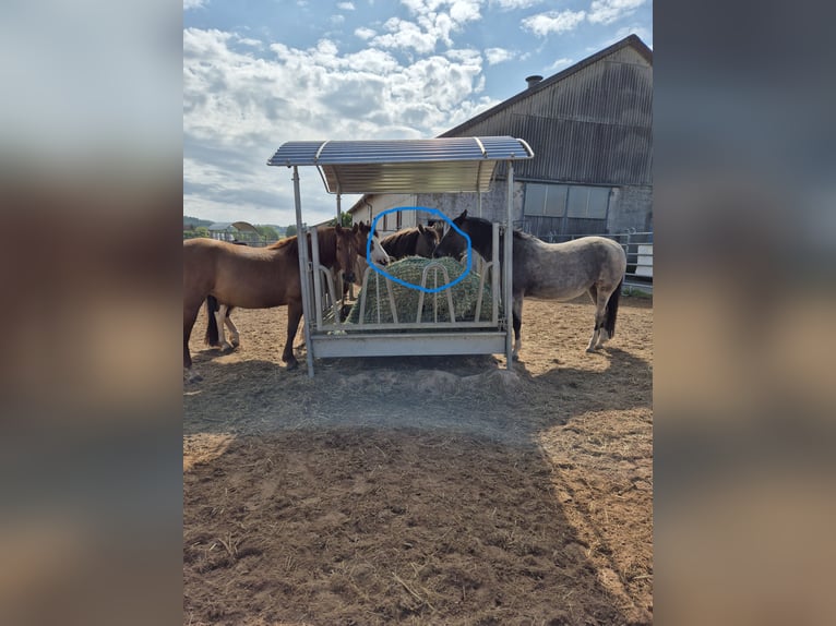 Criollo Mare 4 years 14 hh Grullo in Feuchtwangen