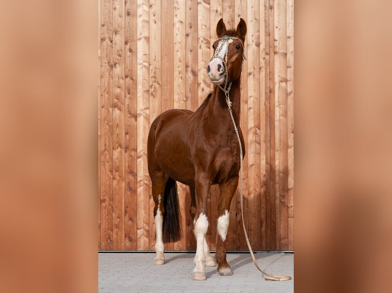 Criollo Mare 4 years 14,1 hh Chestnut-Red in Heimbuchenthal