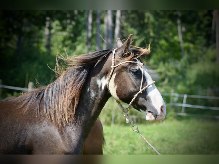 Criollo Mare 4 years 14,1 hh Overo-all-colors in Wörth am Main