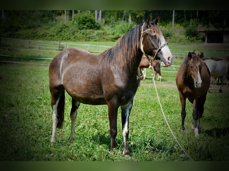 Criollo Mare 4 years 14,1 hh Overo-all-colors in Wörth am Main