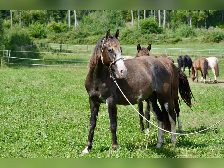 Criollo Mare 4 years 14,1 hh Overo-all-colors in Wörth am Main