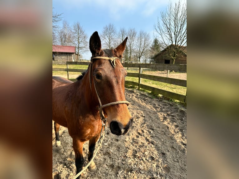 Criollo Mare 6 years 13,2 hh Brown in Hanstedt I