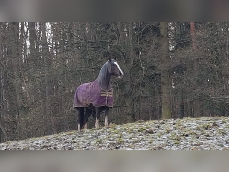 Criollo Mare 6 years 14,1 hh Overo-all-colors in Höchst im Odenwald