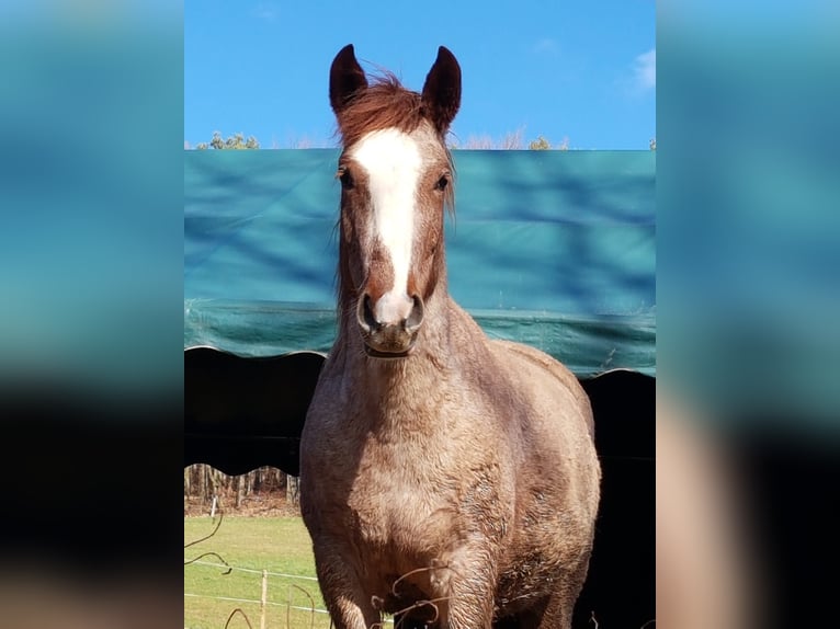 Criollo Mare 6 years 14,1 hh Overo-all-colors in Höchst im Odenwald