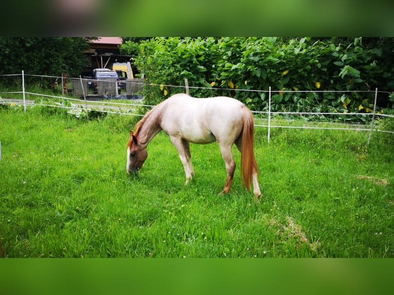 Criollo Mare 6 years 14,1 hh Overo-all-colors in Höchst im Odenwald