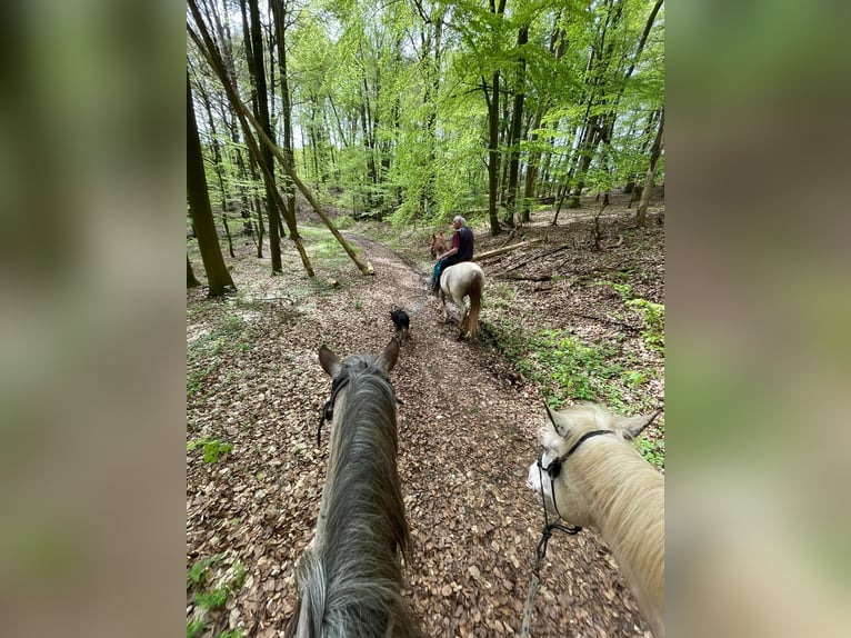 Criollo Mare 6 years 14,1 hh Overo-all-colors in Höchst im Odenwald