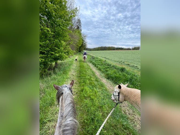 Criollo Mare 6 years 14,1 hh Overo-all-colors in Höchst im Odenwald