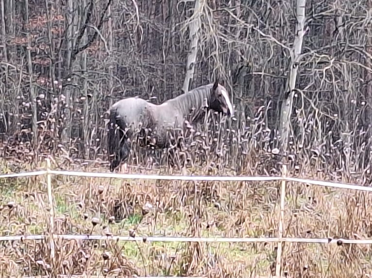 Criollo Mare 6 years 14,1 hh Overo-all-colors in Höchst im Odenwald