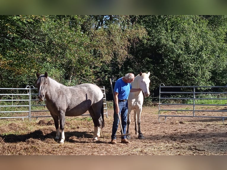 Criollo Mare 6 years 14,1 hh Overo-all-colors in Höchst im Odenwald