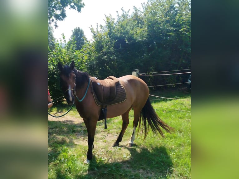 Criollo Mare 6 years 14 hh Brown in Siegen
