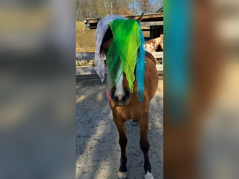 Criollo Mare 6 years 14 hh Brown in Siegen