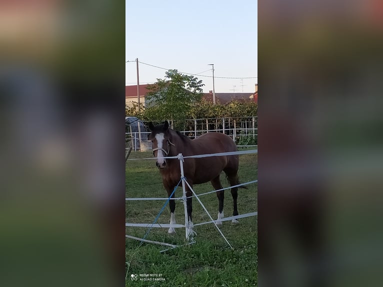 Criollo Mare 6 years 14,1 hh Brown in Verzuolo