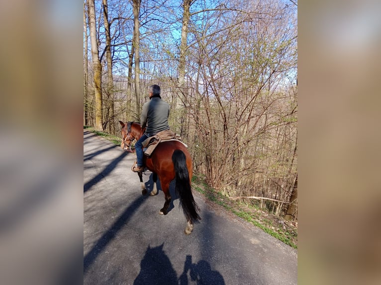 Criollo Mare 6 years 14,1 hh Brown in Verzuolo