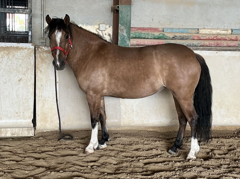 Criollo Mare 6 years 14,1 hh Dun in Eppingen