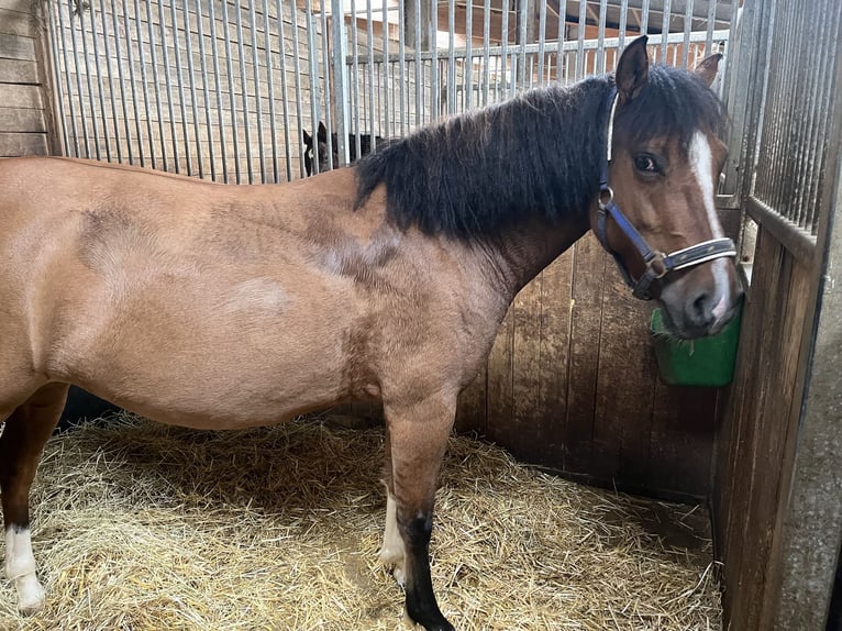 Criollo Mare 6 years 14,1 hh Dun in Eppingen